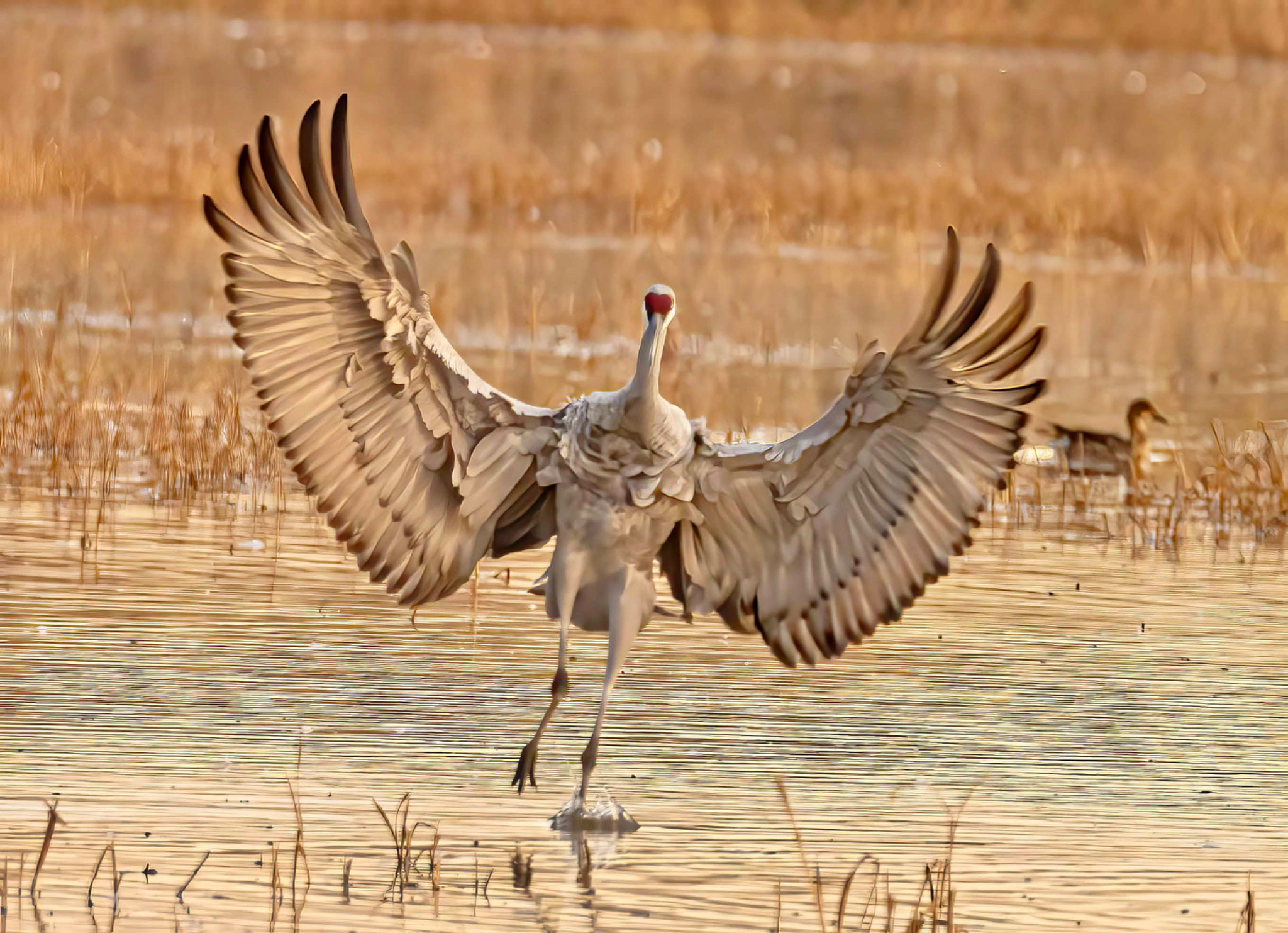 Sandhill Crane Wings spread